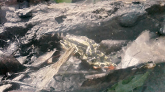 Atelopus