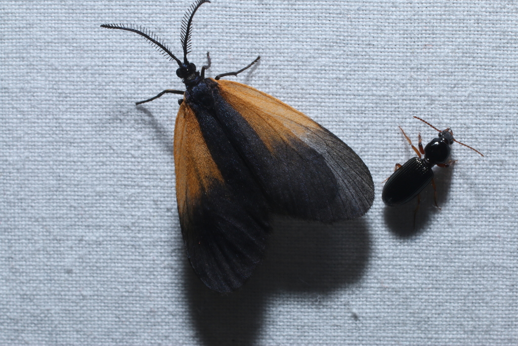 Orange-patched Smoky Moth from Home, St Mary's County, MD, USA on May ...