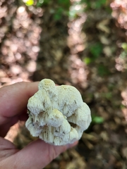 Irpiciporus pachyodon