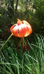 Lilium pardalinum pardalinum