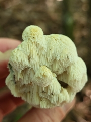 Irpiciporus pachyodon