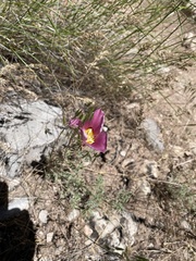 Calochortus nuttallii