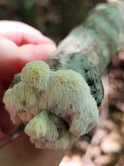 Irpiciporus pachyodon