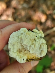Irpiciporus pachyodon
