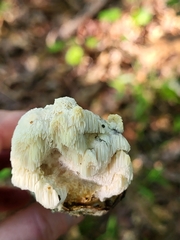 Irpiciporus pachyodon