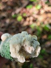 Irpiciporus pachyodon