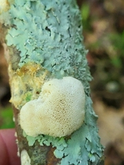 Irpiciporus pachyodon