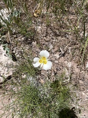 Calochortus nuttallii