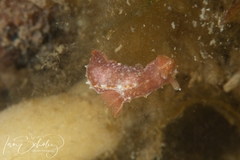 Polycera parvula
