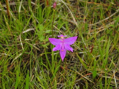 Calopogon tuberosus tuberosus