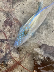 Bluefin Leatherjacket photo 4