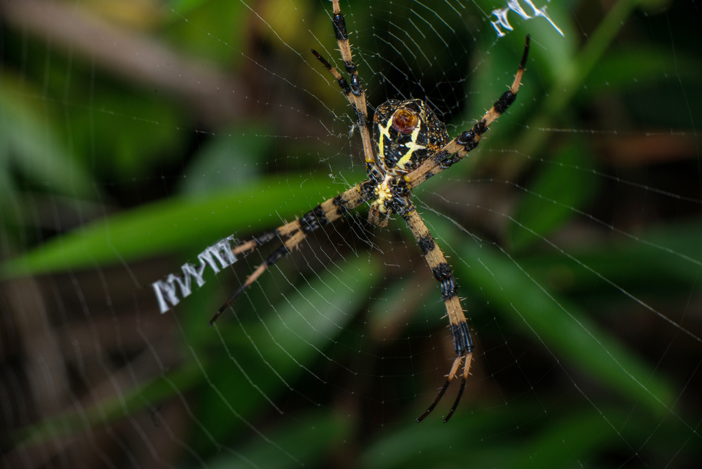 Argiope jinghongensis from Penang Island, Penang, Malaysia on February ...