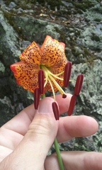 Lilium pardalinum pardalinum