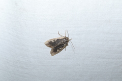 Lithophane hemina