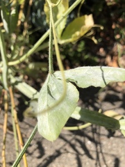 Erysiphe pisi var. pisi image