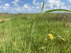 Aeschynomene pratensis