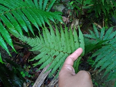Sphaerostephanos taiwanensis