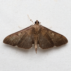 Herpetogramma sphingealis