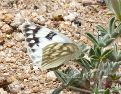 Pontia occidentalis
