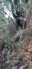 Leonotis nepetifolia
