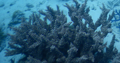 Acropora florida