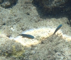 Pycnochromis vanderbilti