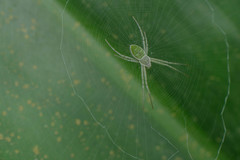 Argiope chloreis