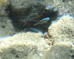 Pycnochromis vanderbilti