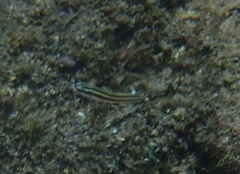 Plagiotremus goslinei