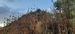 Leonotis nepetifolia