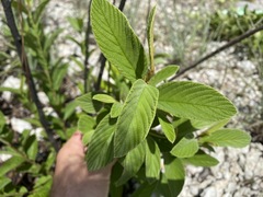 Colubrina cubensis floridana