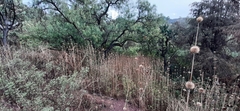 Leonotis nepetifolia