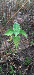 Leonotis nepetifolia