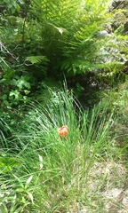 Lilium pardalinum pardalinum