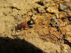 Bischoffitilla ardescens