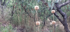 Leonotis nepetifolia