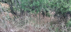 Leonotis nepetifolia