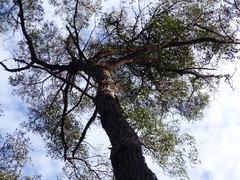 Eucalyptus muelleriana