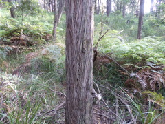 Eucalyptus muelleriana