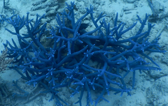 Acropora muricata
