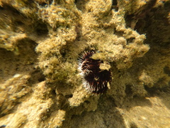 Echinometra mathaei