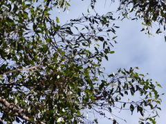 Eucalyptus muelleriana