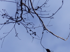 Eucalyptus muelleriana