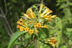 Cestrum nitidum