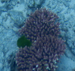 Acropora millepora