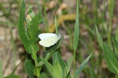 Pieris marginalis