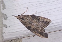 Hypena humuli