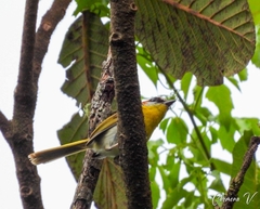 Basileuterus rufifrons