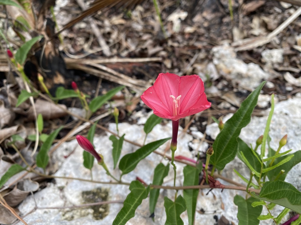 Calcareous Morning-glory from Miami-Dade, Everglades National Park ...