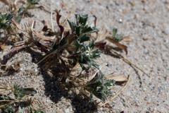 Loeseliastrum schottii